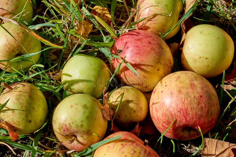 Red Apples on the Grass Under Apple Tree. Autumn Background Fallen