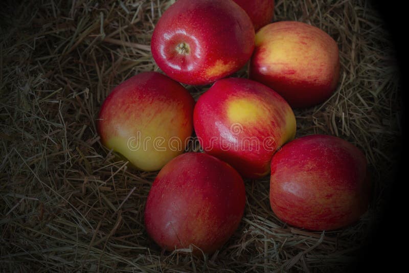 Apples, Jazz Apple Variety, on a Hay Straw Background with Lighting Effect Stock Photo Image