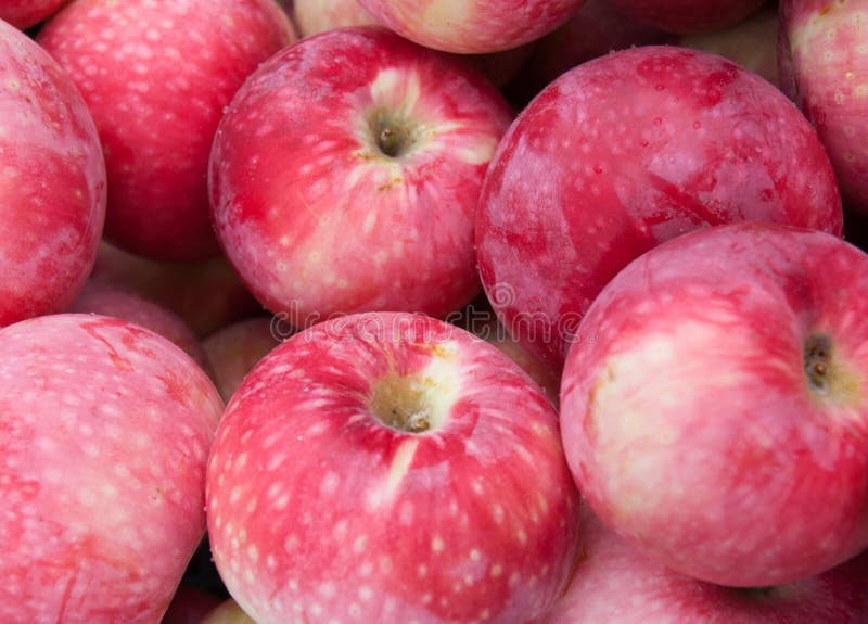 Apples stock photo. Image of tree, varieties, apple, natural 58309656