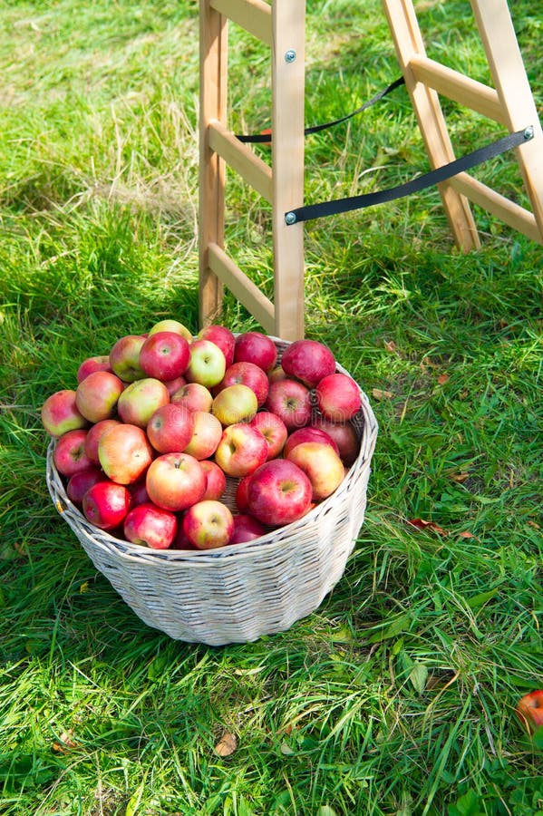 Apples red ripe fruits basket on grass near ladder. Apple harvest concept. Ripe organic fruits in garden. Autumn