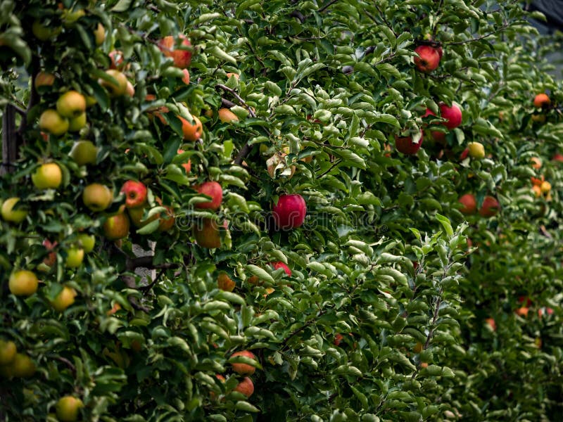 The Apples are Ripe. Apple Picking Season. Black Forest. Germany Stock