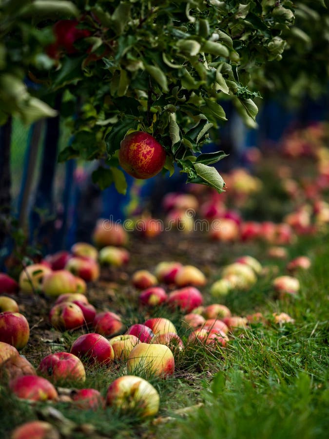 24,622 Apple Forest Nature Stock Photos Free & RoyaltyFree Stock