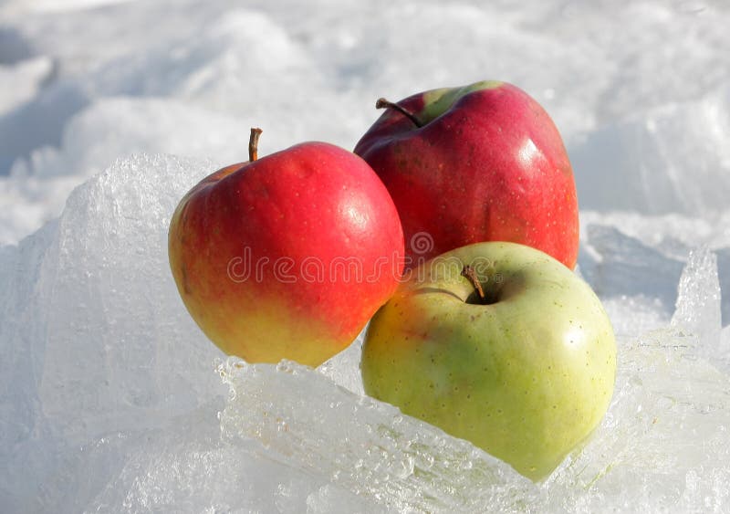 Apples on snow 1 stock photo. Image of brown, snow, fruit 9163586