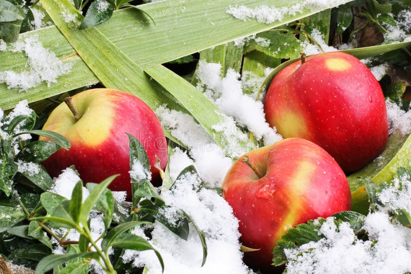 Apples in the snow stock photo. Image of botanical, apples 134991118