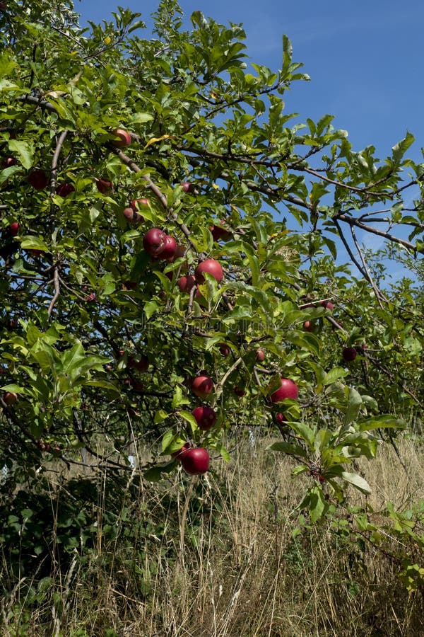 Spots on Apple Skin. Symptoms of Fungal Disease Apple Scab Caused by