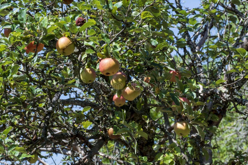 Spots on Apple Skin. Symptoms of Fungal Disease Apple Scab Caused by