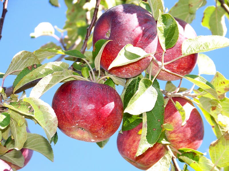 Apples in the sun