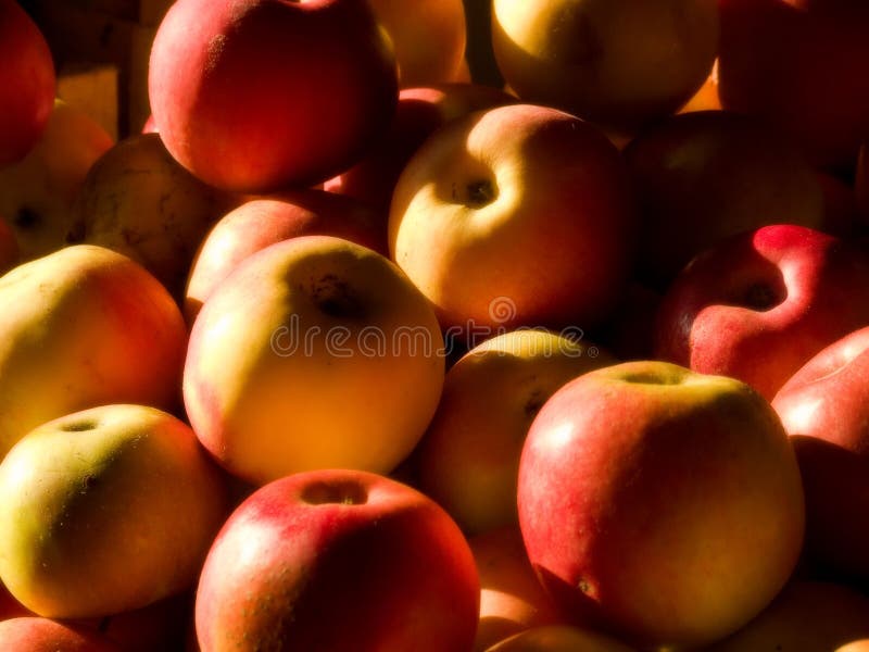 Apples in the sun