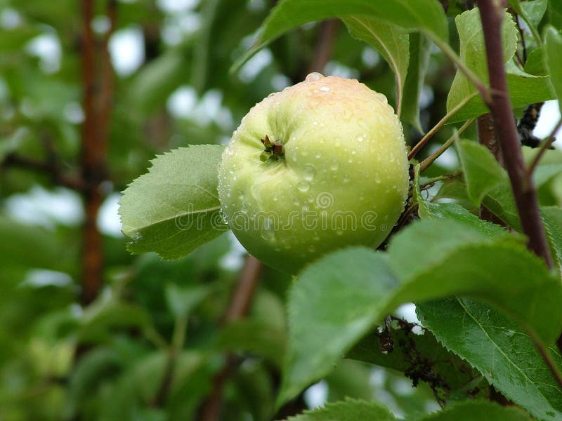 Apples on a tree