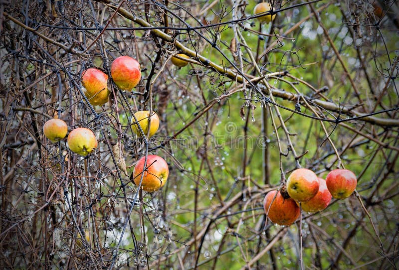 Apples on a tree