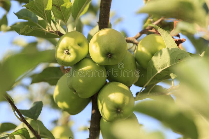 Apples on the tree