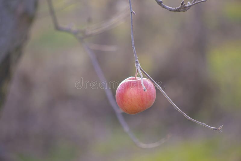Apples on a Tree in December Stock Photo Image of ripe, fruit 64080124