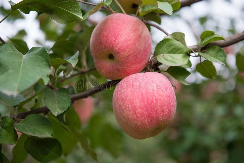 Apples on the tree