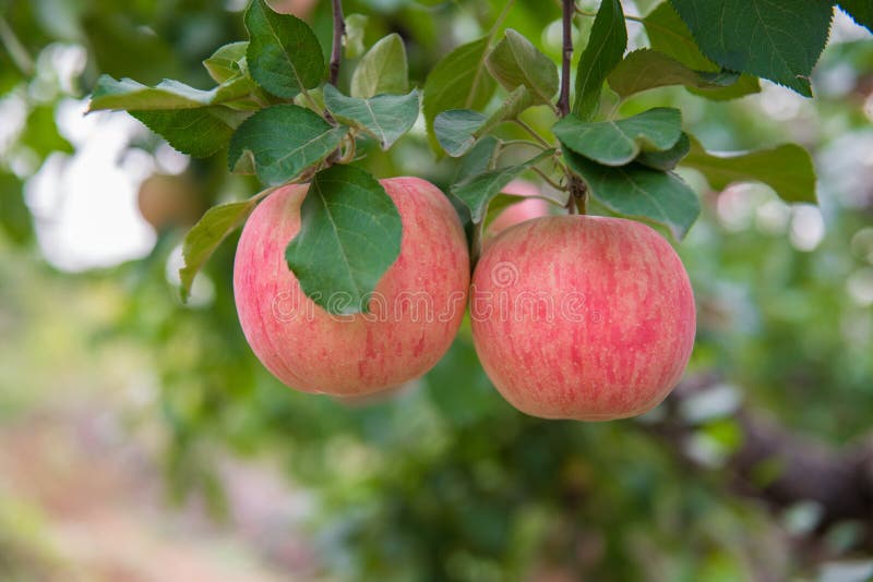 Apples on the tree