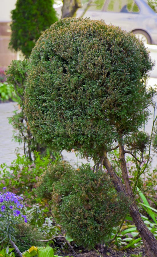 Application Of Globular Shredded Thuja In A Landscape ...