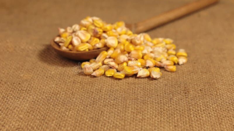 Approximation d'une cuillère en bois débordant avec des grains de maïs, se trouvant sur la toile de jute clips vidéos