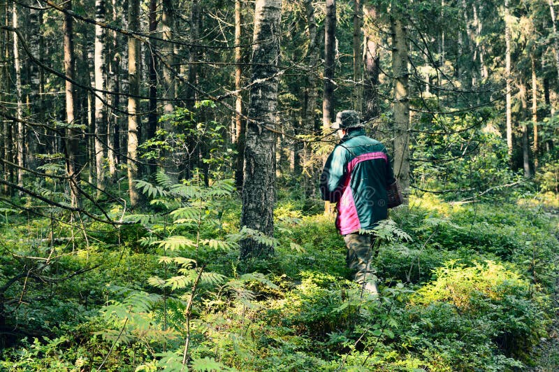 Apprécier la vue de forêt Marche dans la chasse de champignon de personne de forêt dans la forêt d'été pendant le matin photo stock Apprécier la vue de forêt Marche dans la chasse de champignon de personne de forêt dans la forêt d'été pendant le matin photo stock