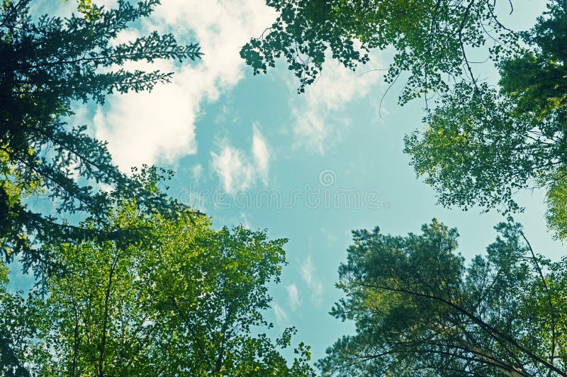 Apreciando a opinião da floresta Passeio na floresta imagem de stock Apreciando a opinião da floresta Passeio na floresta imagem de stock