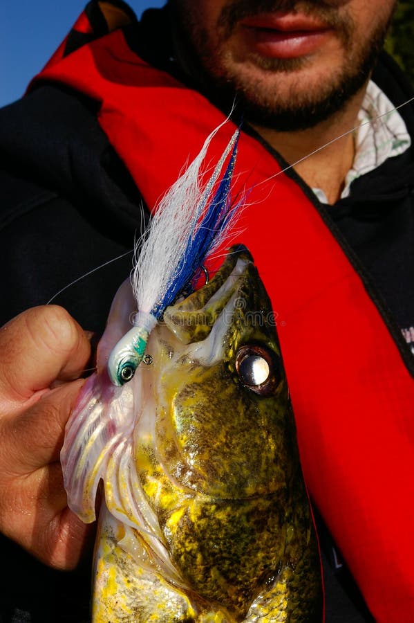 Apretones del hombre del pescador un leucoma cogido en una pesca del señuelo de la plantilla fotos de archivo Apretones del hombre del pescador un leucoma cogido en una pesca del señuelo de la plantilla fotos de archivo