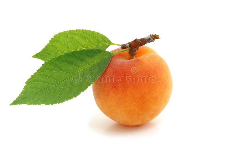 Orange apricot with green leaf isolated on white. Orange apricot with green leaf isolated on white.