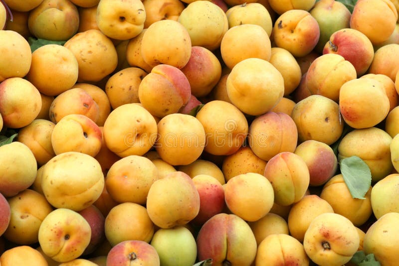 Apricot. stock image. Image of green, beverage, apricot 23184365