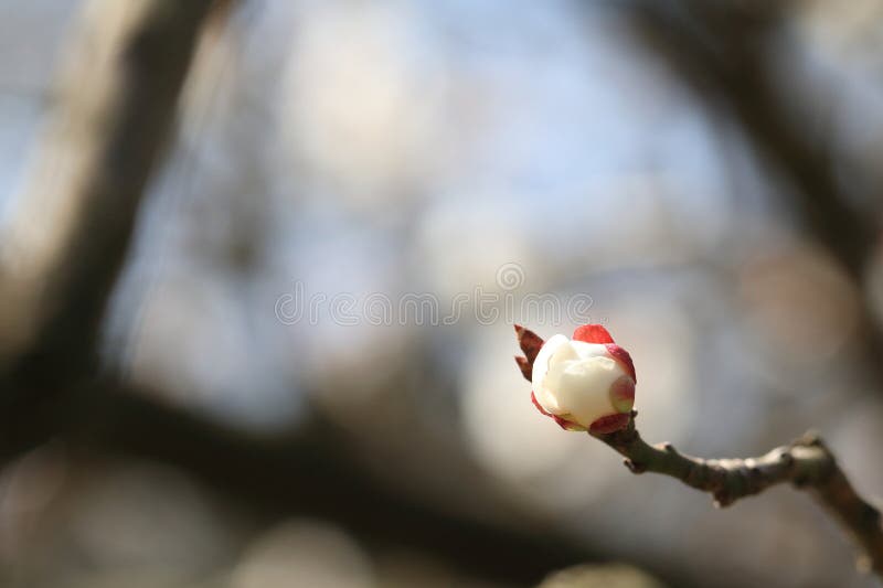 Apricot? Armeniaca vulgaris? royalty free stock photo