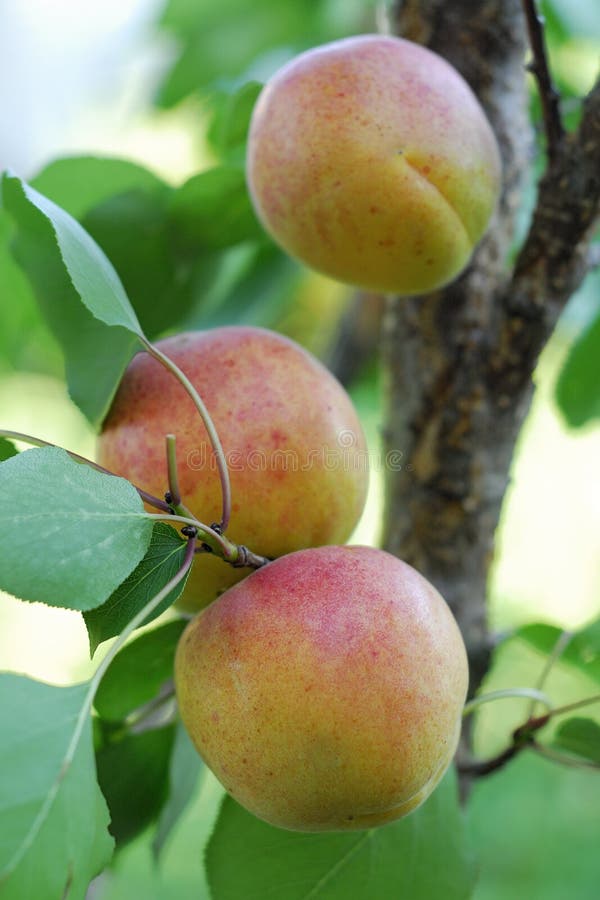 Apricot stock photo. Image of beautiful, outdoors, eating 98242340