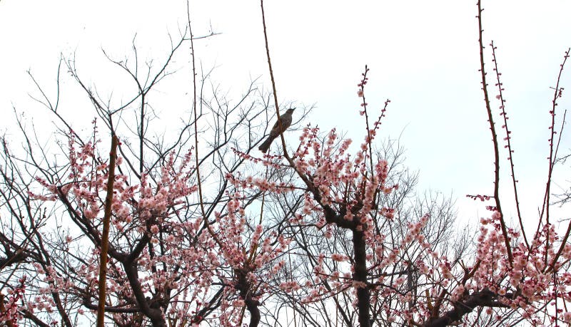 Apricot Blooming with Bird in Spring, Haeundae, Busan, South Korea ...