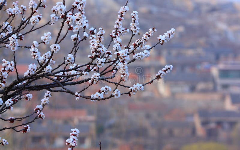 Apricot blossom stock photo. Image of season, focus, flower 12843466