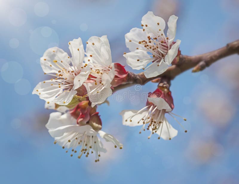 Apricot tree with fruits stock photo. Image of macro 32448366