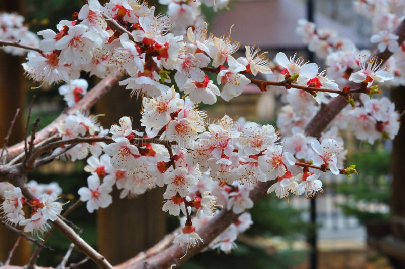 Apricot Blossom in the Garden Stock Photo Image of beautiful, tree