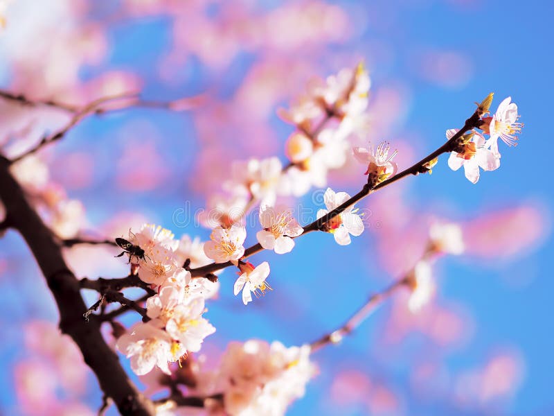 Apricot Blossom Pink Spring Flowers Stock Photo Image of blue, pink