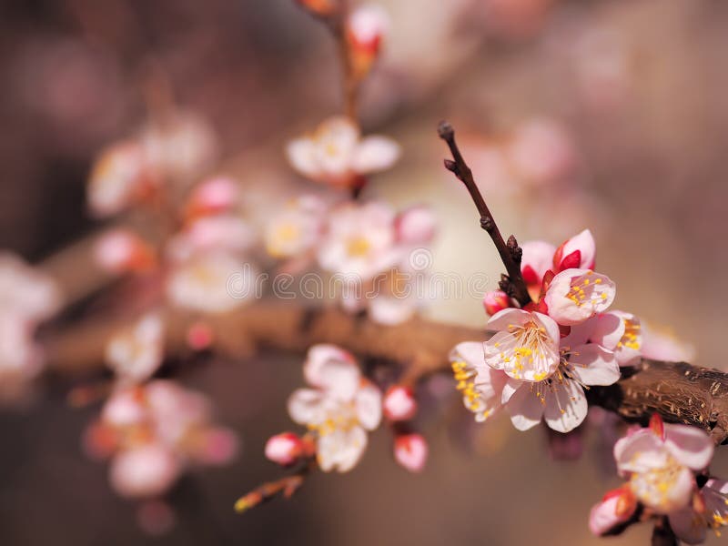 Apricot Blossom Pink Spring Flowers Stock Photo Image of blossoms