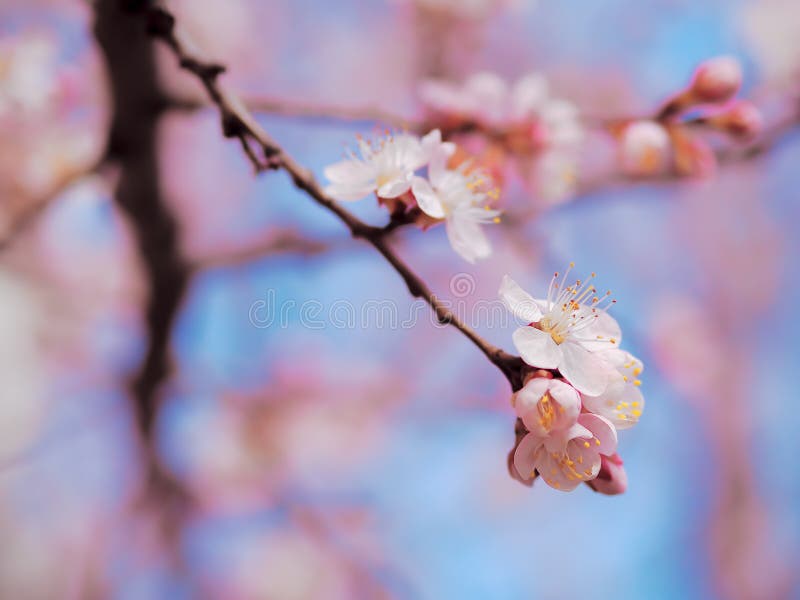 Apricot Blossom Pink Spring Flowers Stock Photo Image of grass