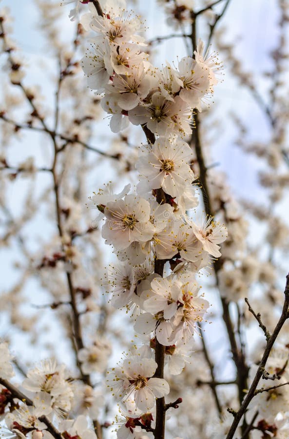 Apricot blossom stock image. Image of brightly, green - 39726403