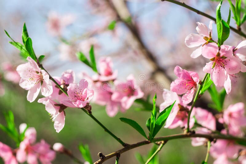 Apricot Blossom on a Tree in the Garden Stock Photo Image of blossom