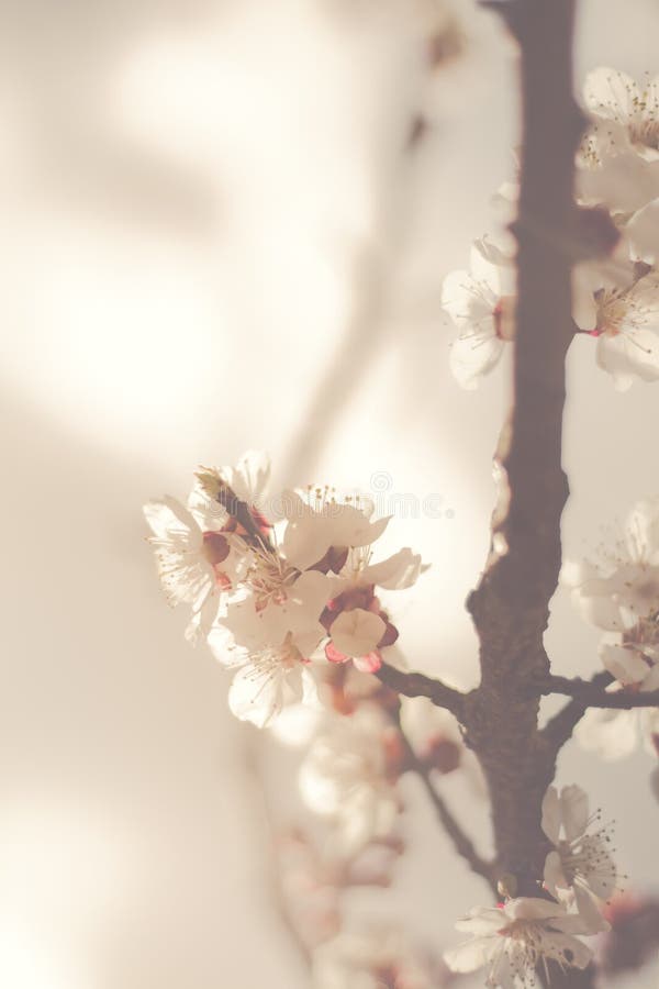 Apricot blossom stock photo. Image of apricot, bright 52209042