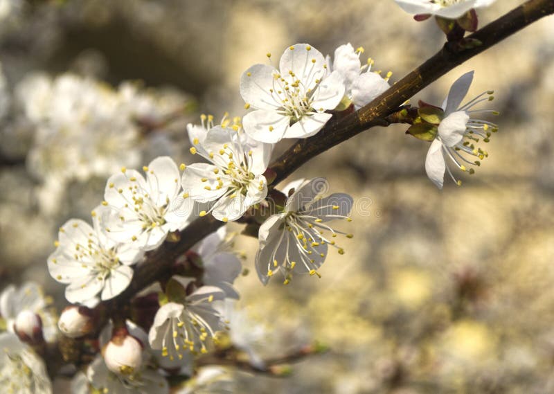 Apricot blossoms stock photo. Image of cultivated, culture 13208858