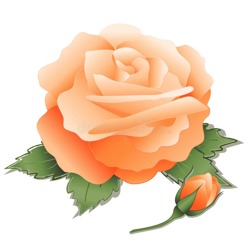 apricot bud rose бесплатная иллюстрация apricot bud rose бесплатная иллюстрация
