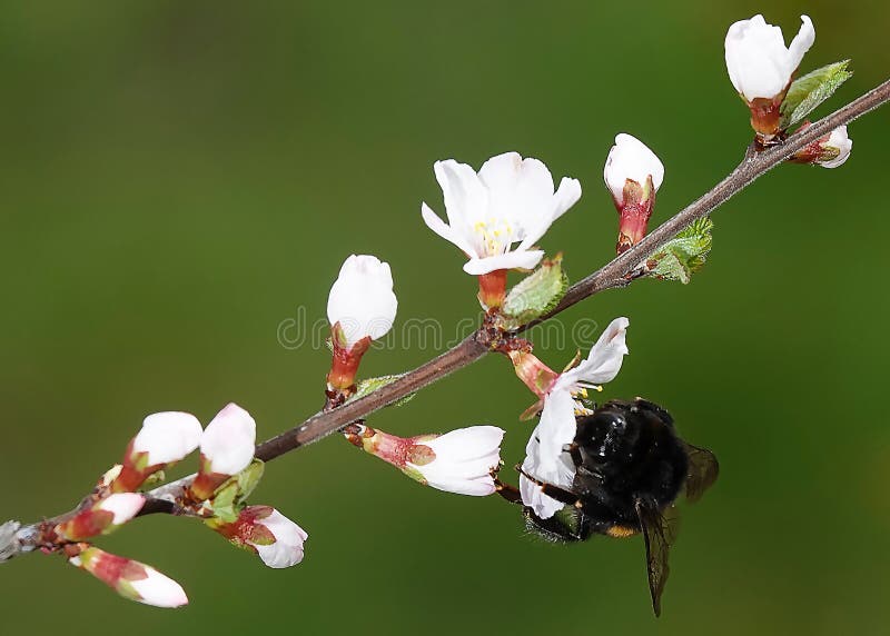 Apricot buds in spring stock image. Image of seeds, nature 254776407