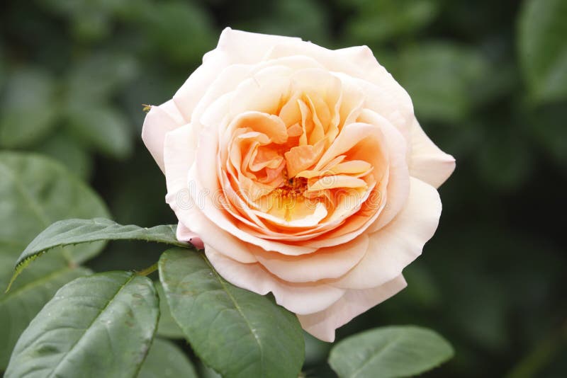 Apricot-colored rose stock image. Image of colors, petals - 78324299