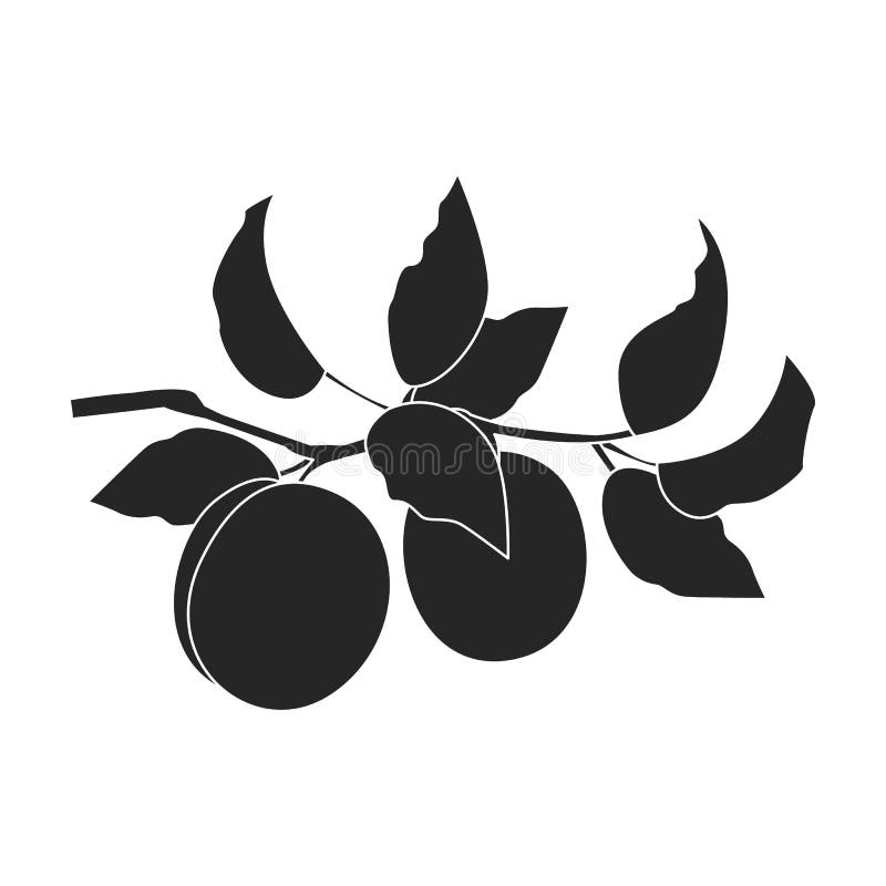 Apricot Vector Black White Stock Illustrations 1,645 Apricot Vector