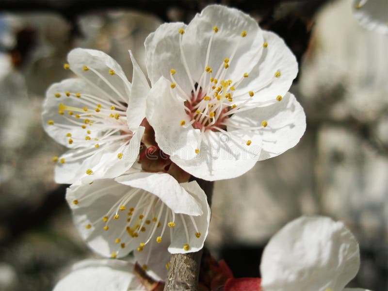 Apricot Flower