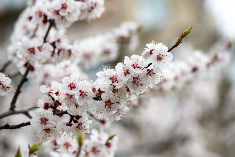 Apricot flower spring nature close up macro awekening life royalty free stock image Apricot flower spring nature close up macro awekening life royalty free stock image