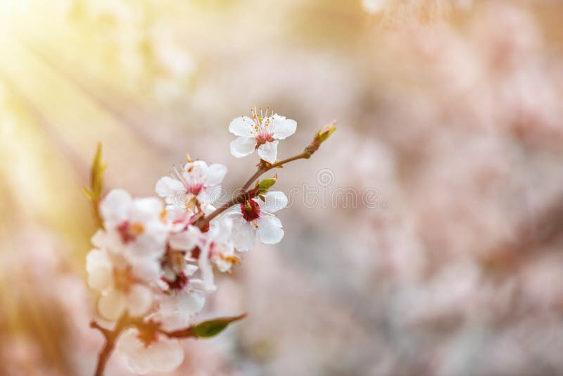 Apricot flower spring nature close up macro awekening life royalty free stock photography Apricot flower spring nature close up macro awekening life royalty free stock photography