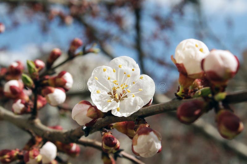 Apricot flowers