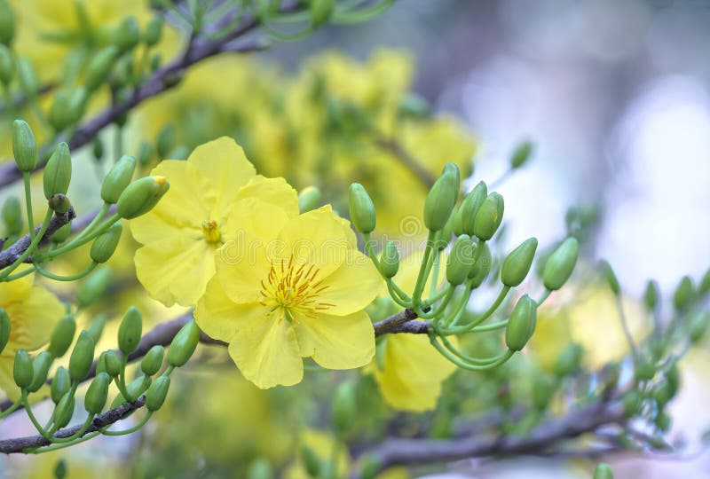 Apricot flowers blooming in Vietnam Lunar New Year