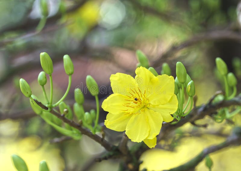 Apricot flowers blooming in Vietnam Lunar New Year