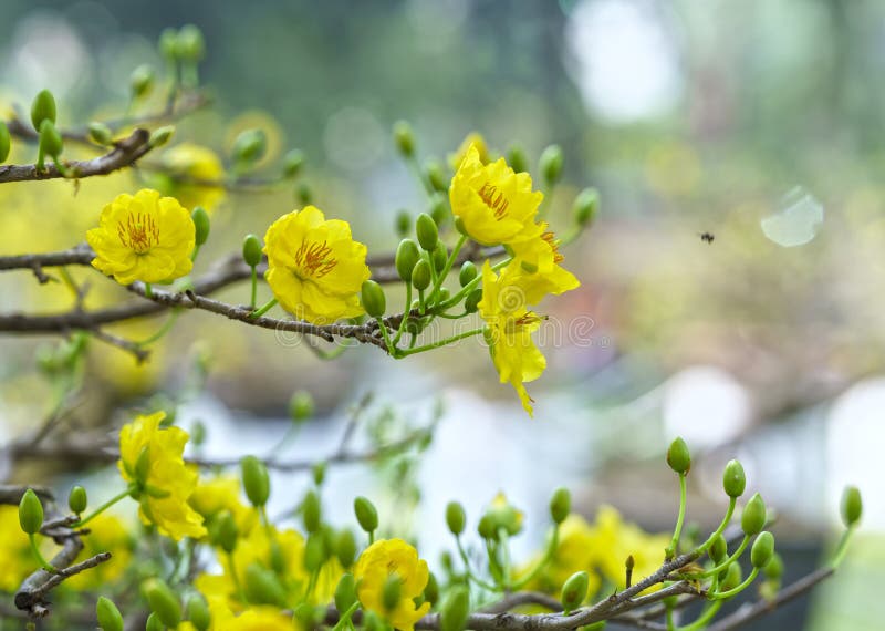 Apricot flowers blooming in Vietnam Lunar New Year