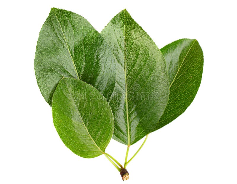 Apricot fruit leaf stock photo. Image of leaf, freshness 33803816